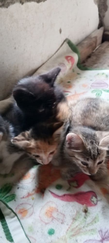 Отдам хорошие руки котят.