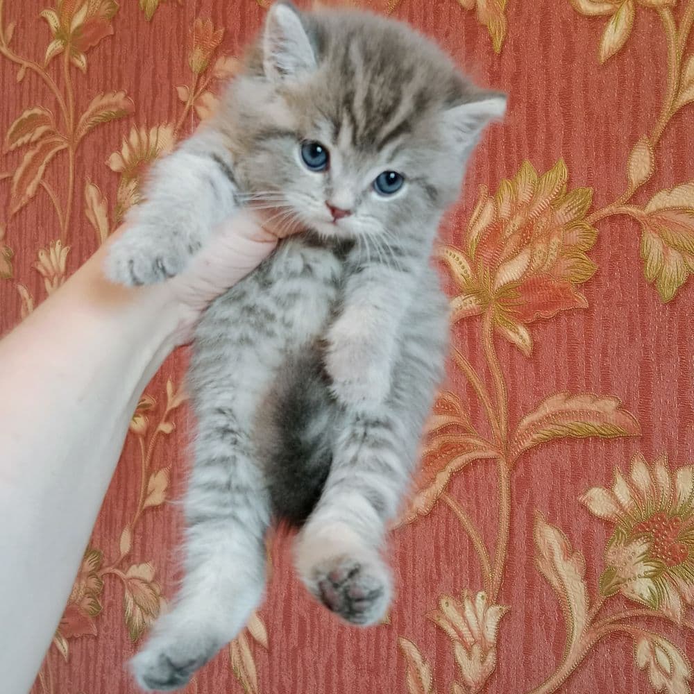 Шладости Шотланские котята