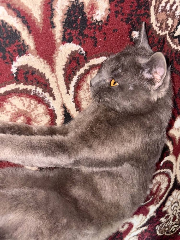 Кошка британская