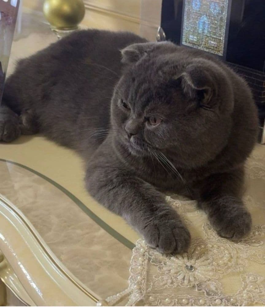 Мушук сотилади Скотш фулд
