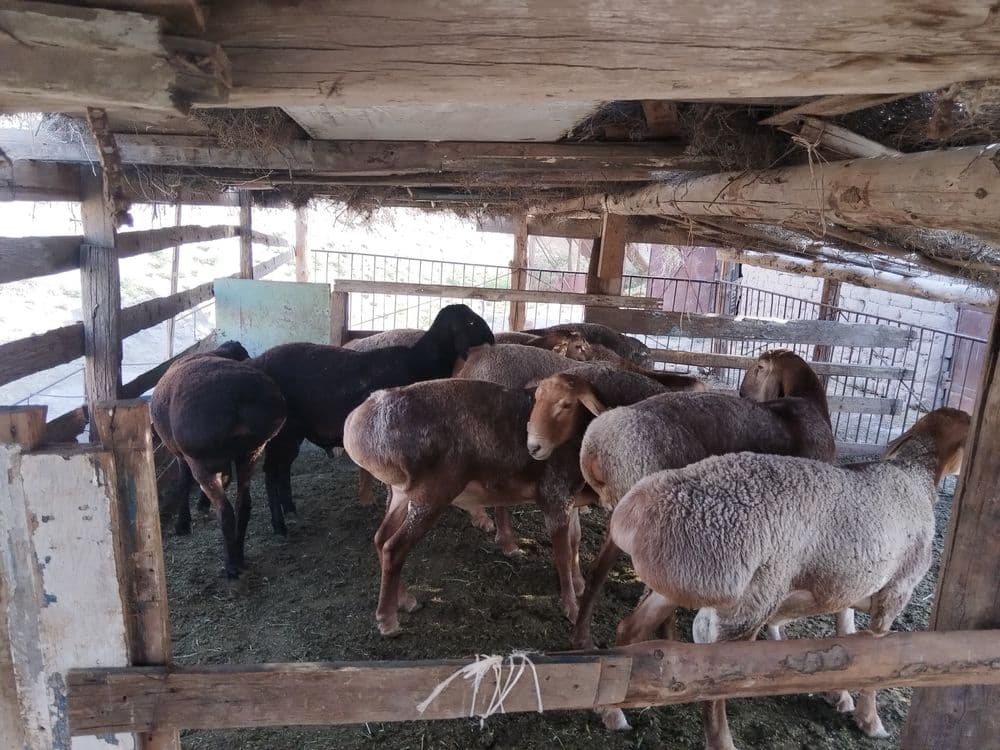 Nasilik uchun Qoʻchqorlar toza arashan