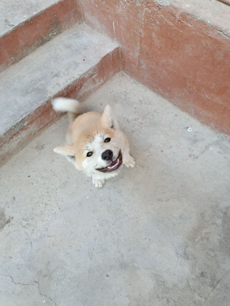 Onasi akita otasi xaski 3 oylik qiz bola, qiziqanla