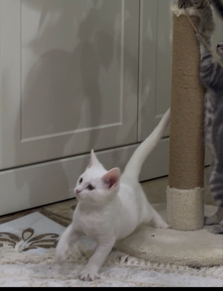 отдам в хорошие руки кот 3,5 месец