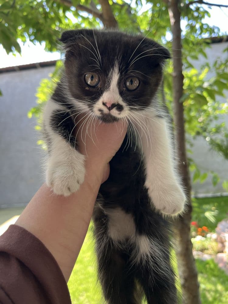 Skitosh fold qiz bola sotiladi 3,5 oyli