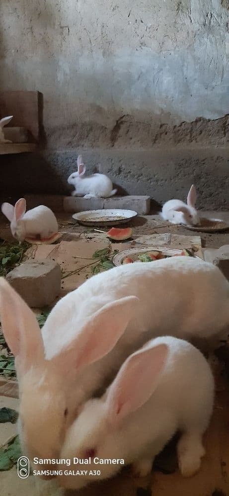 Quyon sotiladi 5ta bolasi bilan
