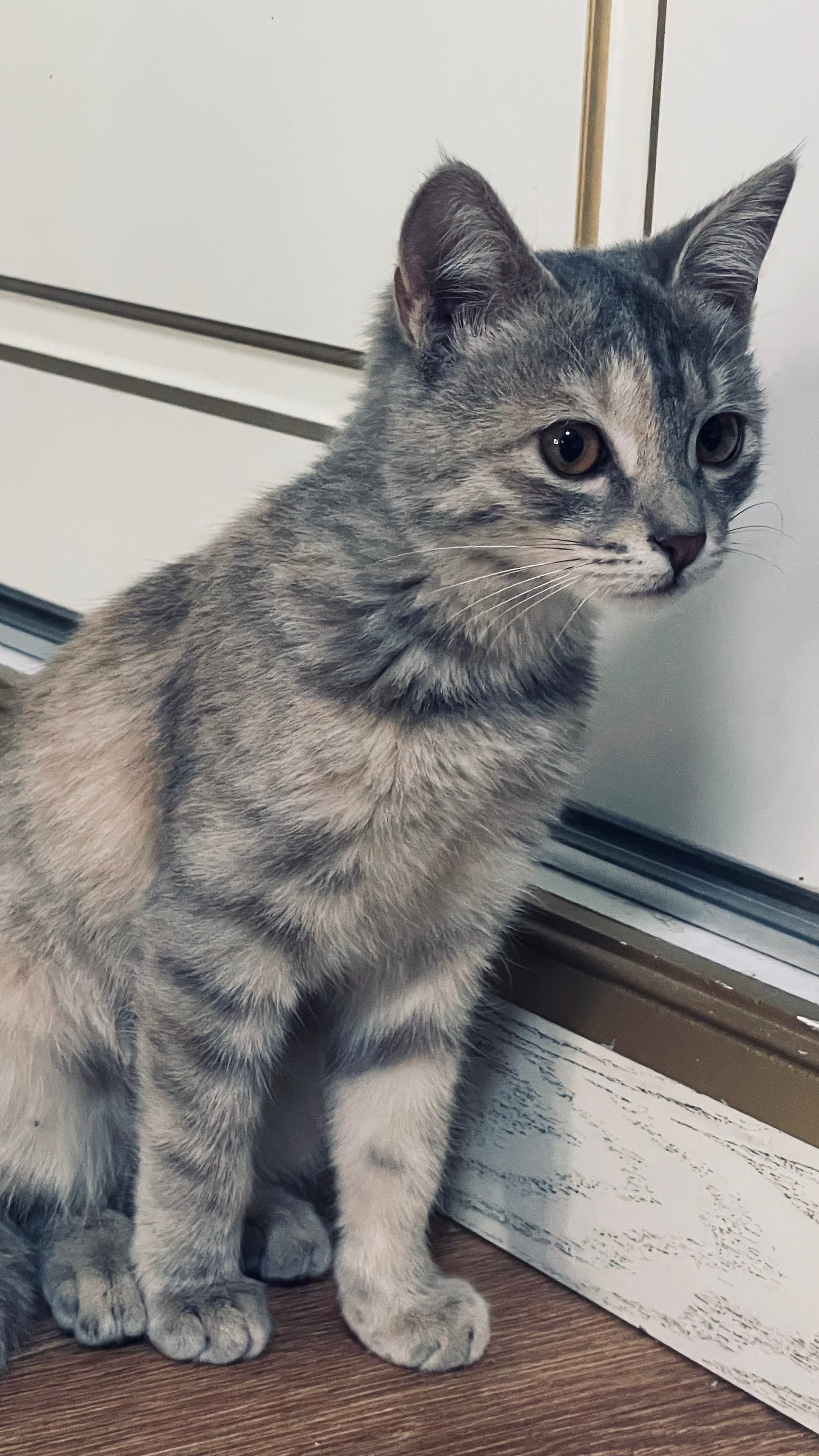 Nebelung zotidagi mushuk bepulga beramiz