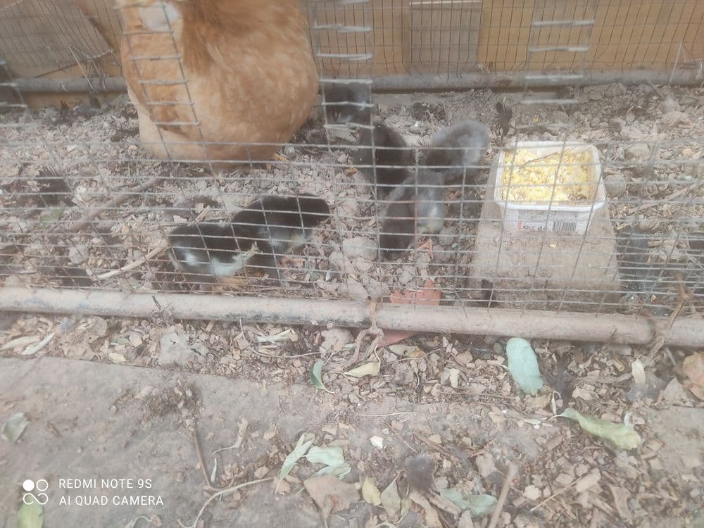 Joja ochgan tovuq sotiladi 6 joja onasi bn