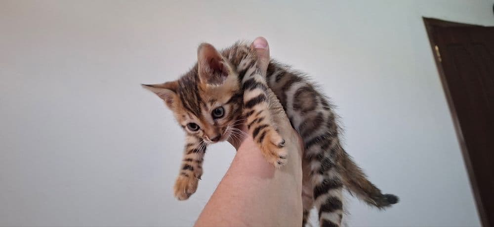 Бенгальская кошка