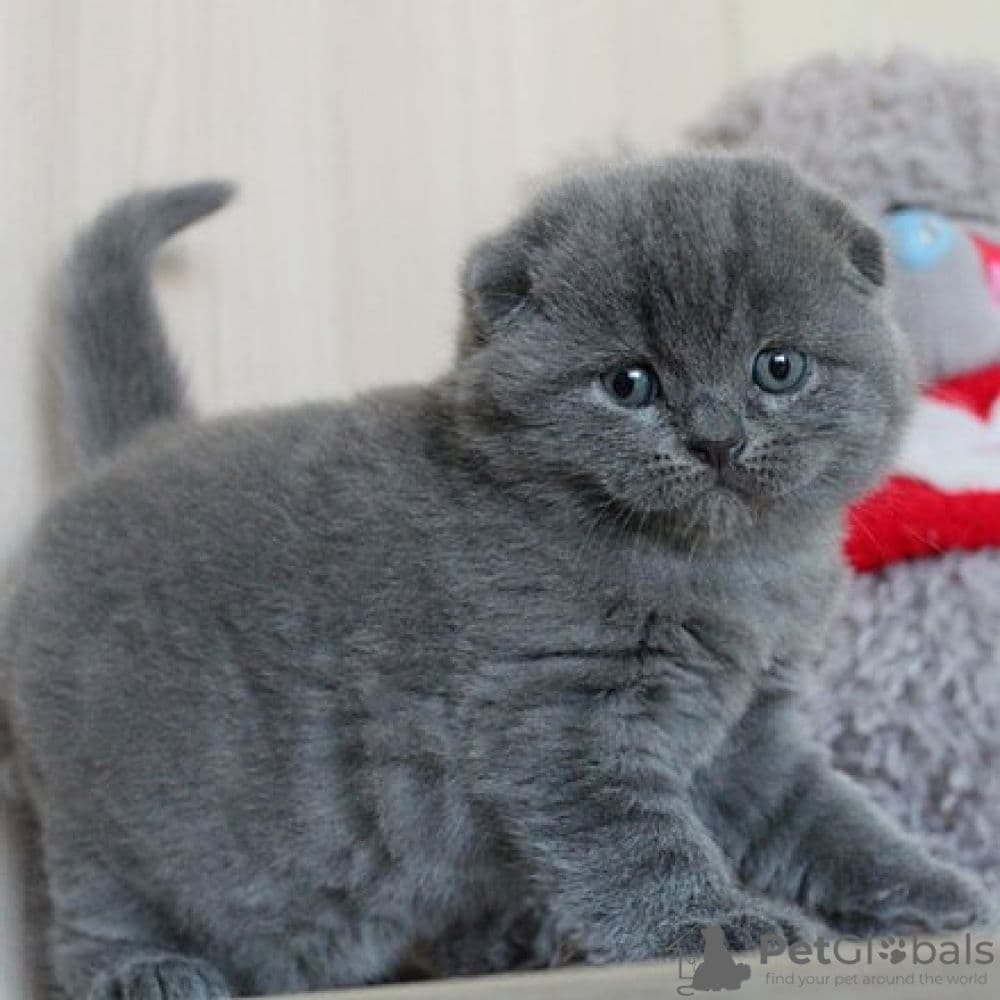 Scottish fold Сотилади