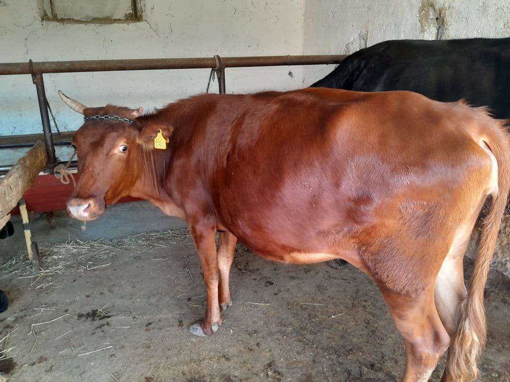 6 oylik Bugʻoz sotiladi