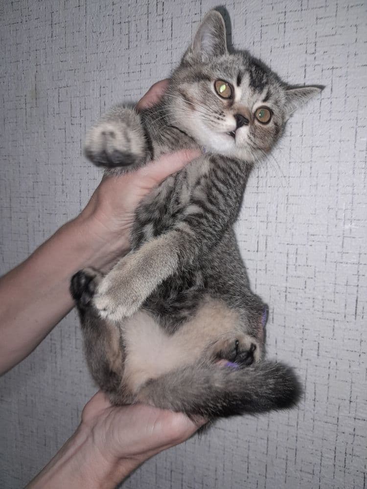 Продаются котята британская шиншила
