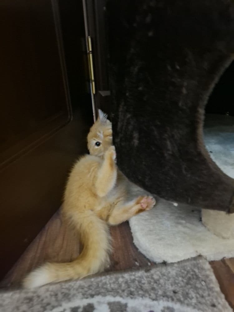 Рыжый котик милый