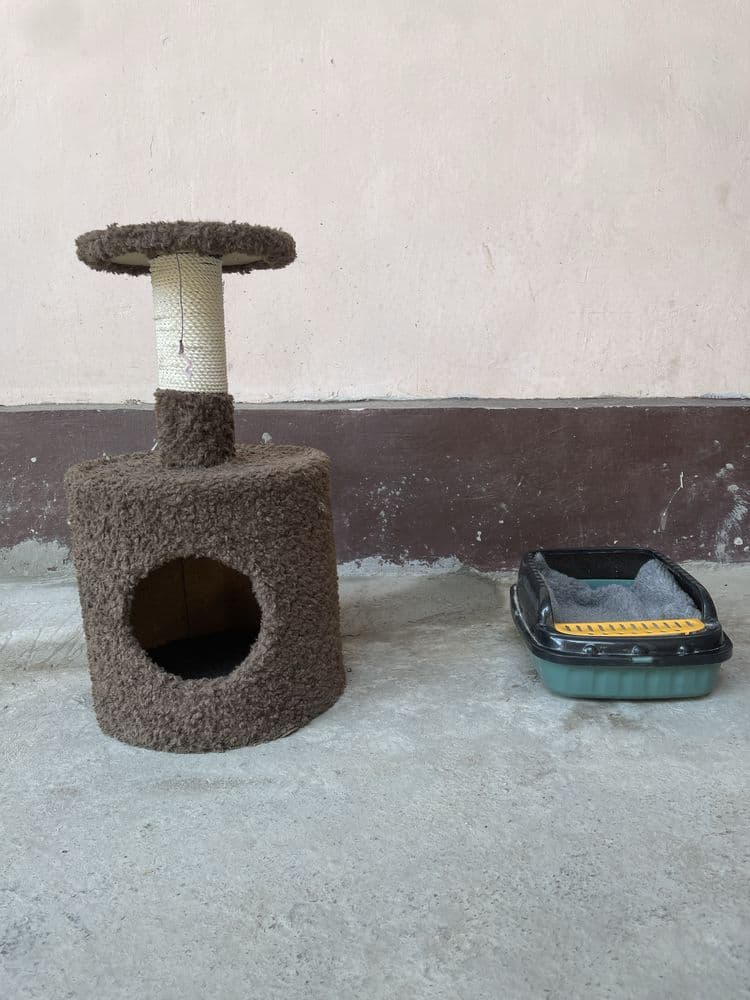 Mushuklar ini pachti ishlatilmagan