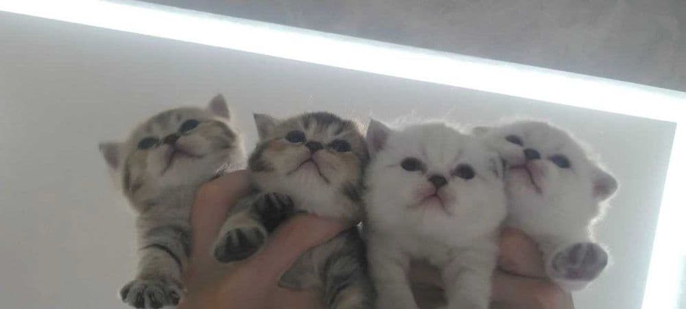Продаются котята