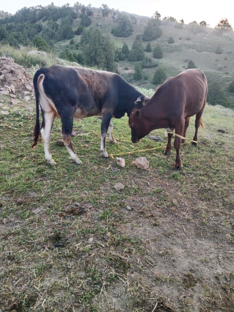 Shvet buqa sotiladi