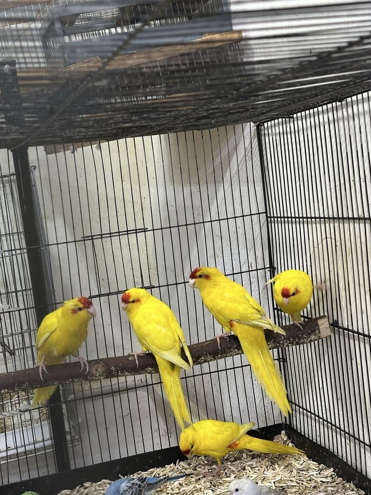 Kakriki sotiladi donasi 350 000min