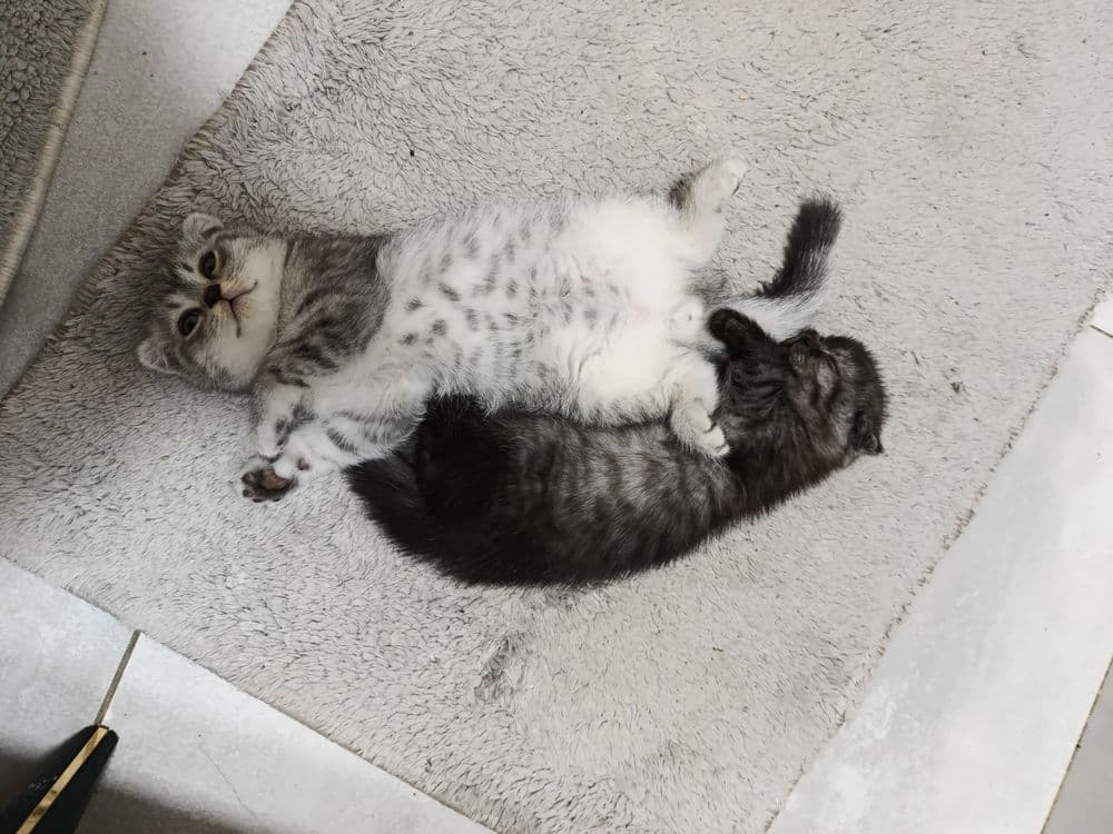 Продаётся кошки  2 месяцев