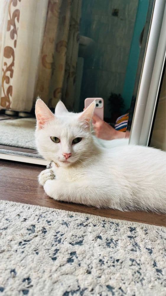 кошка и котенок,пуштстое облочко  к оотку приручены кушают всё