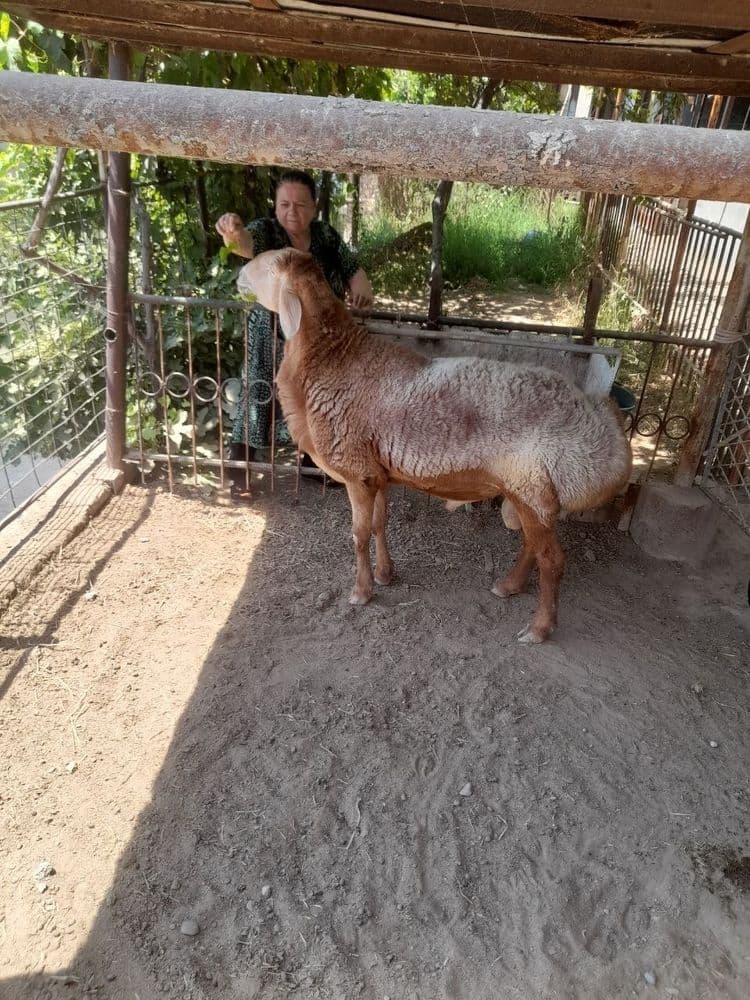 Arashan qochqor sotiladi