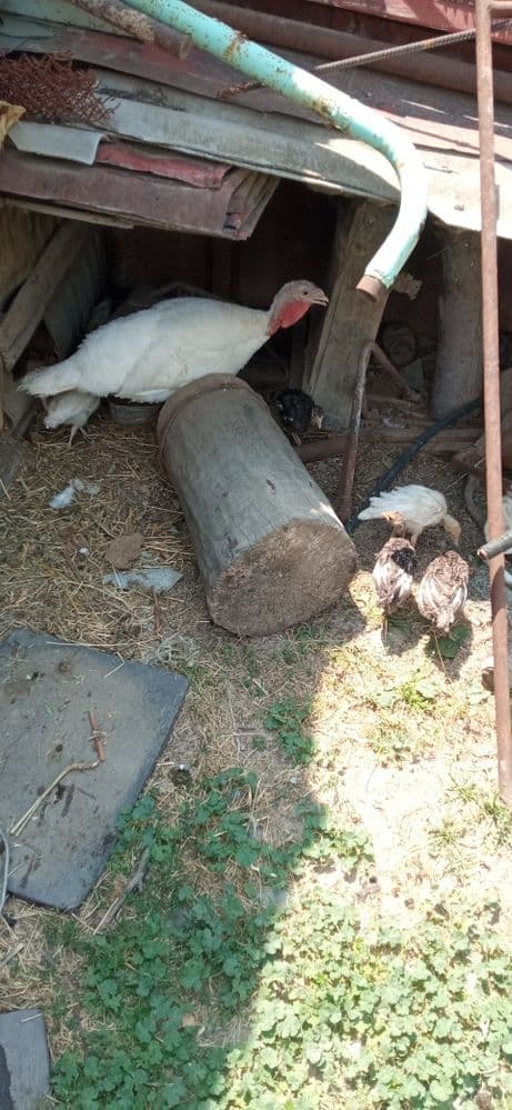 Kurka ona bola 15ta jojalari