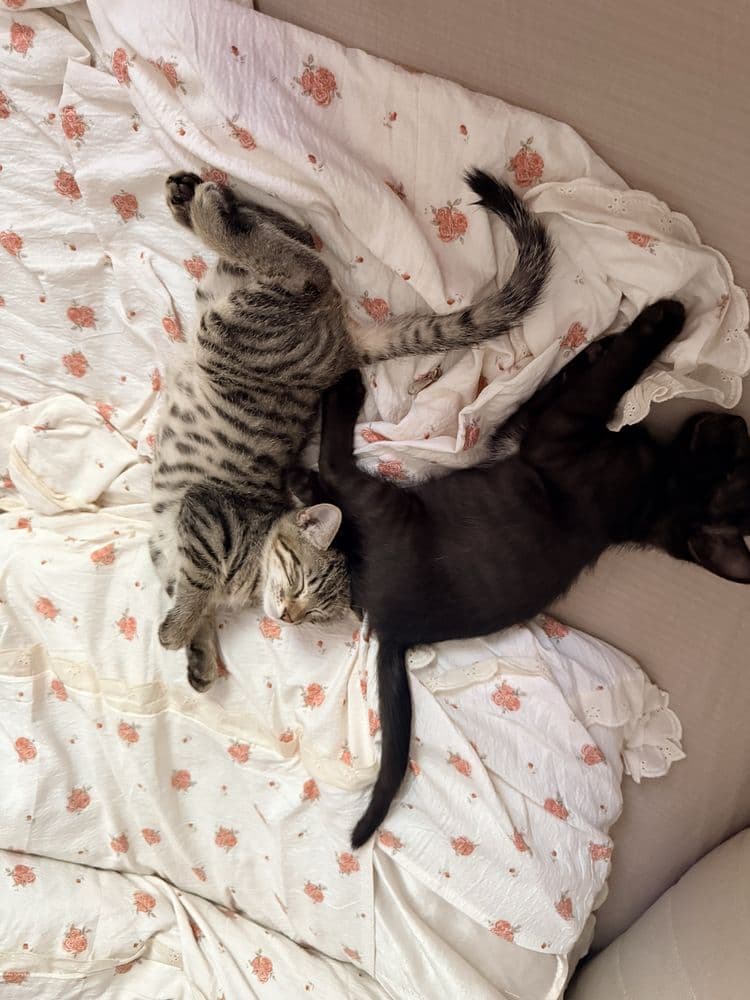 3 oylik mushuk bolalari 3 ta qora (qiz, ogil) va tigr(ogil)