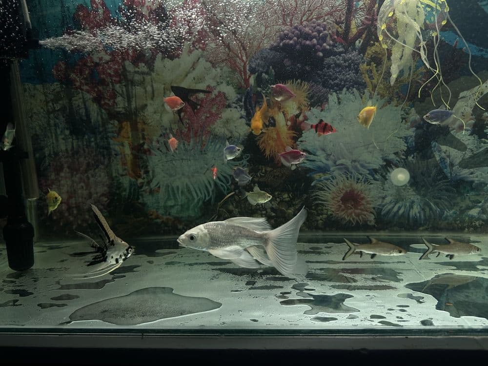 Baliq Koi Platinum