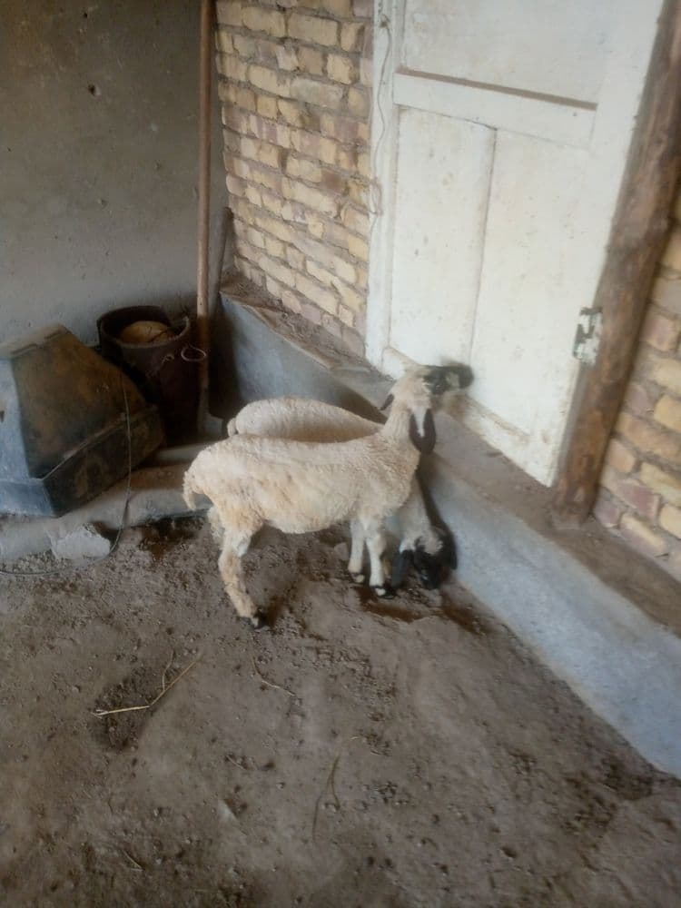 2 duraga barra sotiladi