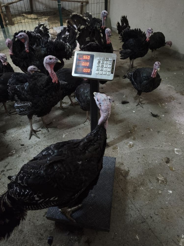 Продам индюк бронза 708