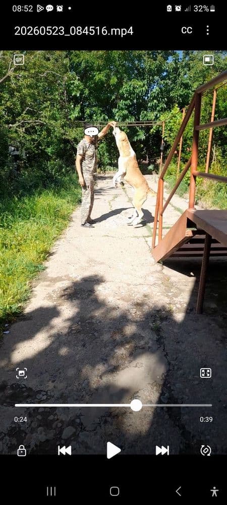 Алабай сотилади еки бартер