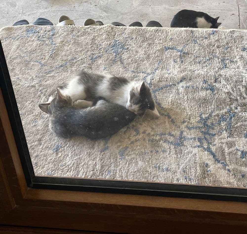 Домашние Котята ищут себе дом