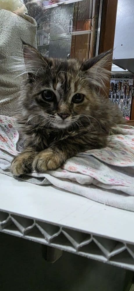 Отдам в хорошие руки кошечку