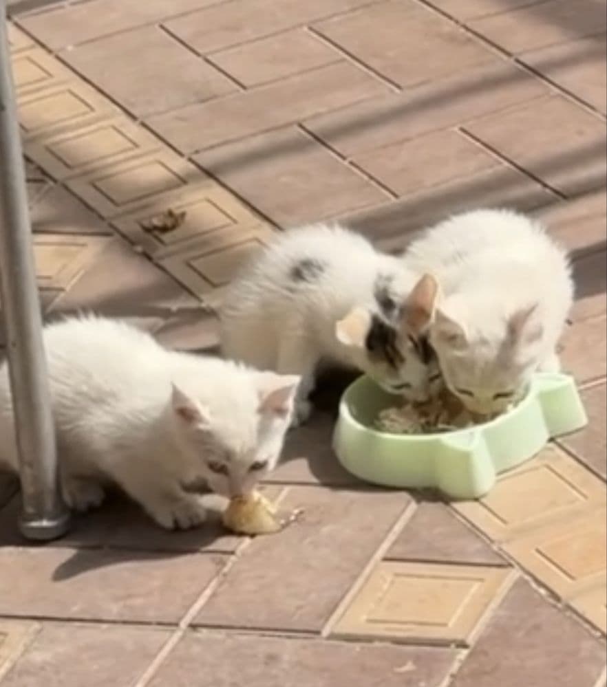 Котята трое беленькие
