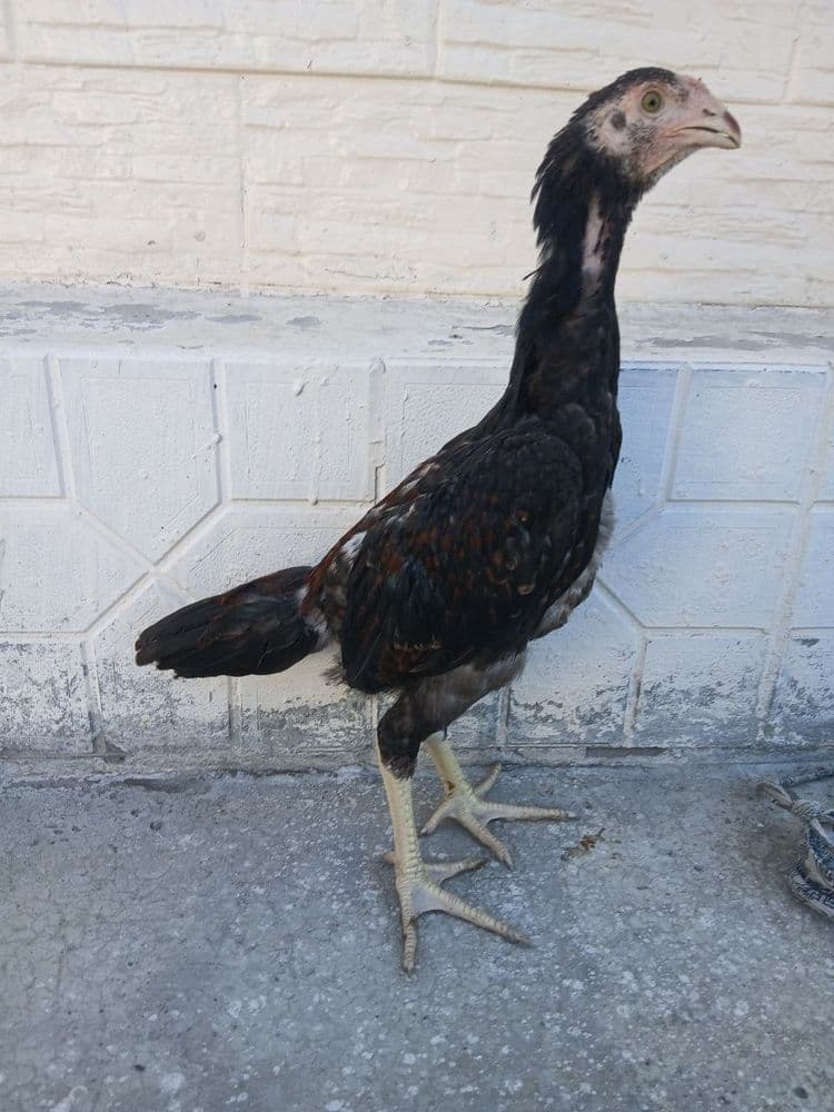 Dakan xoʻrozcha sotiladi