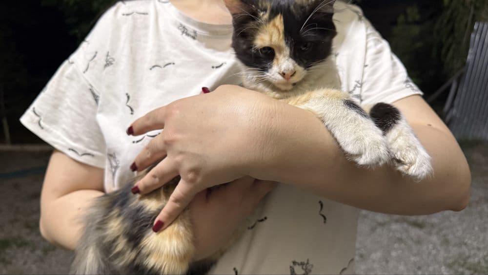 Кошки, бесплатно