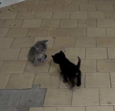 Маленькие домашние кошечки! Отдам даром!!!