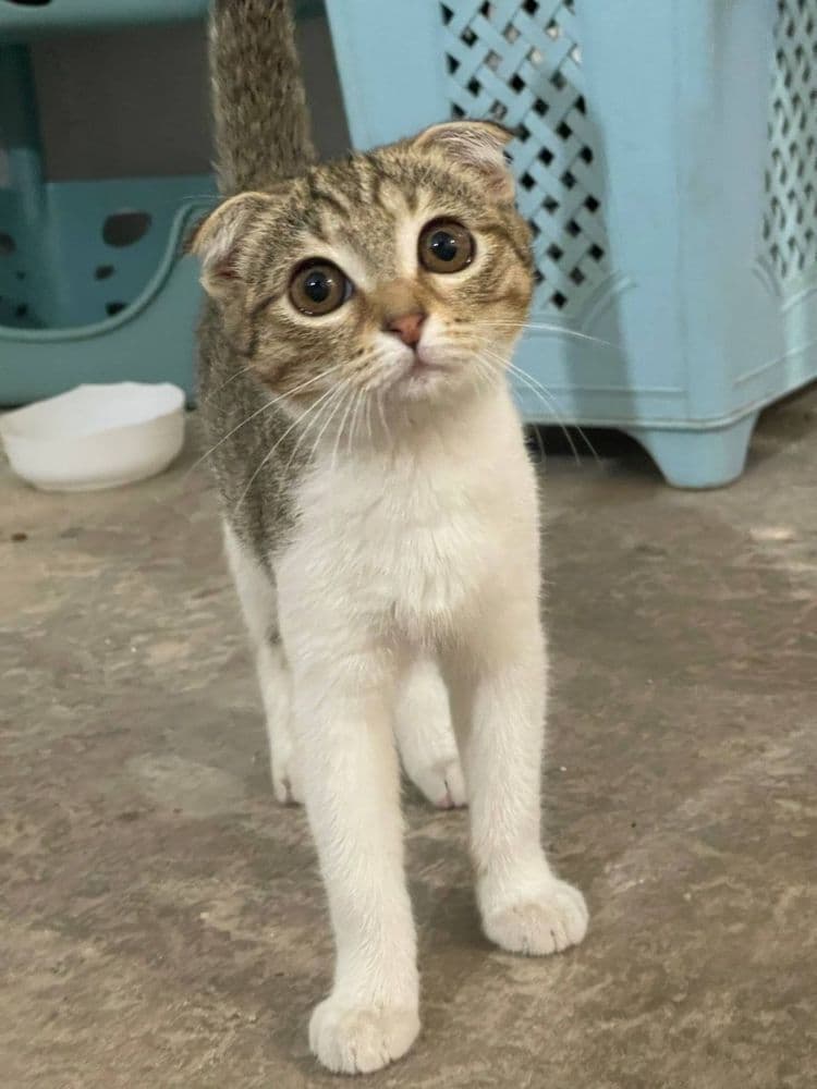 скоттиш фолд, 4 месяца