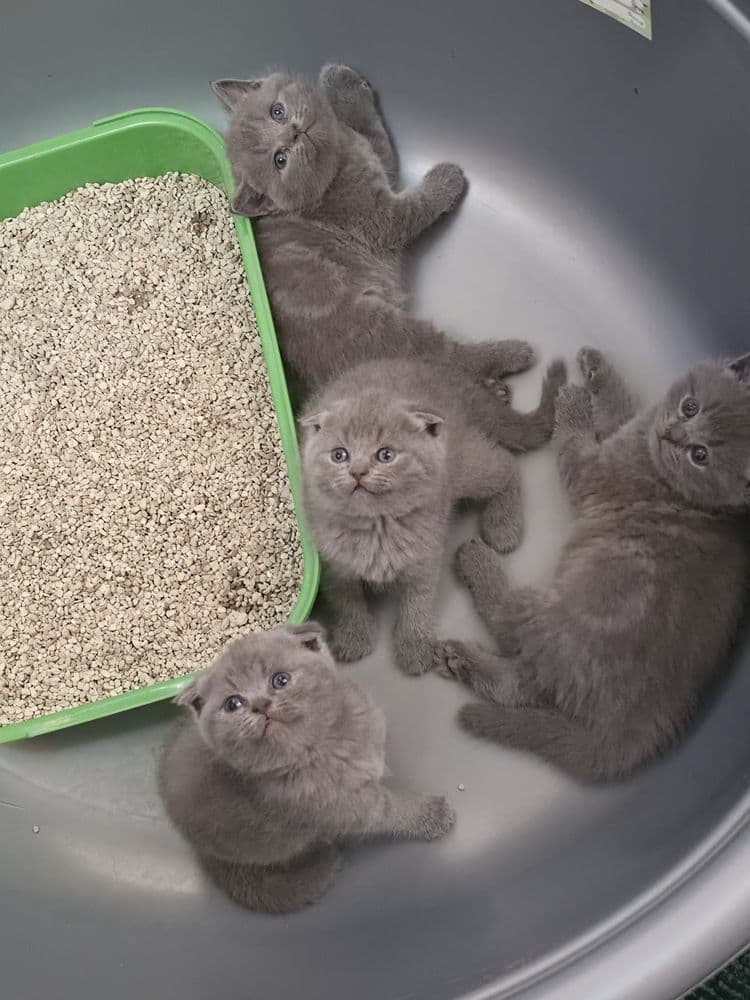 Продаются шотландские котята