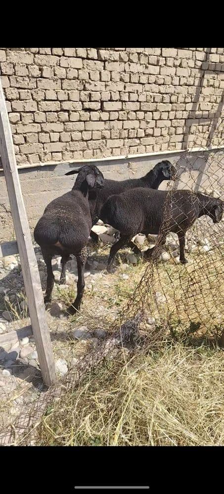 3 ta qochqor bor sotiladi