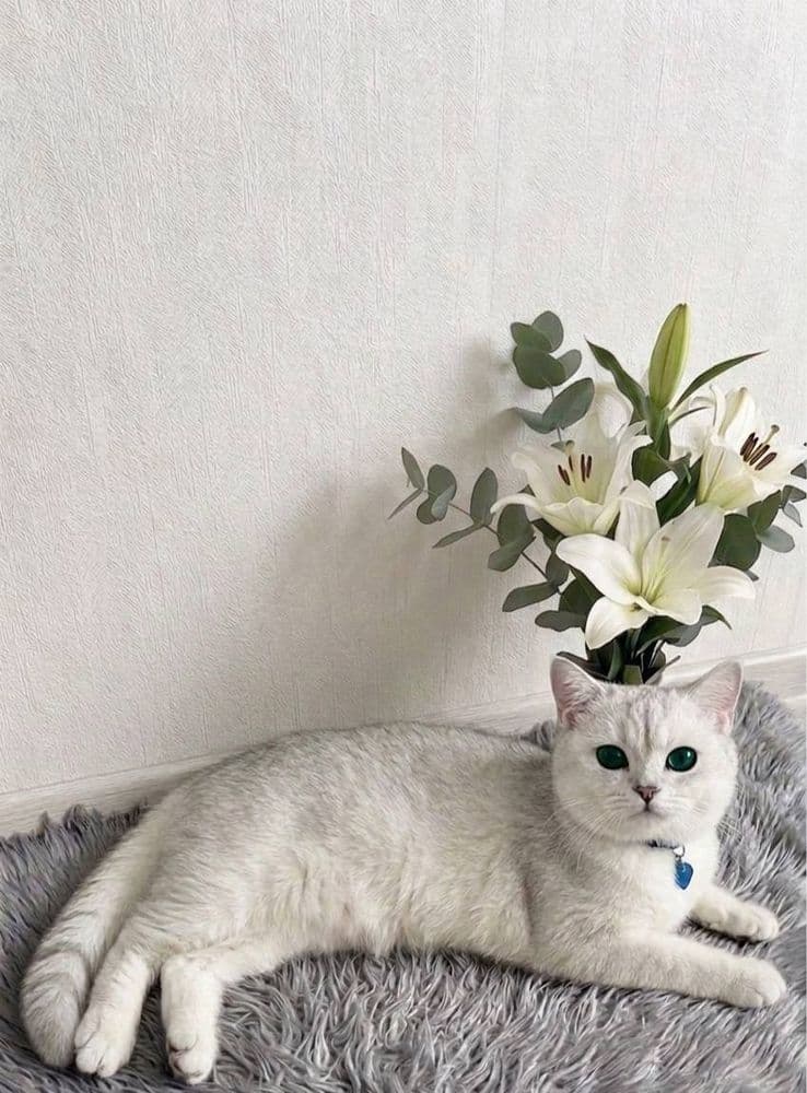 Вязкага Куштиришга