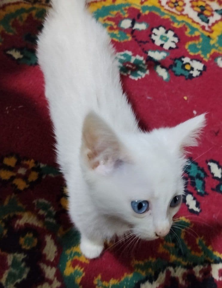 Отдам котят в добрые ручки