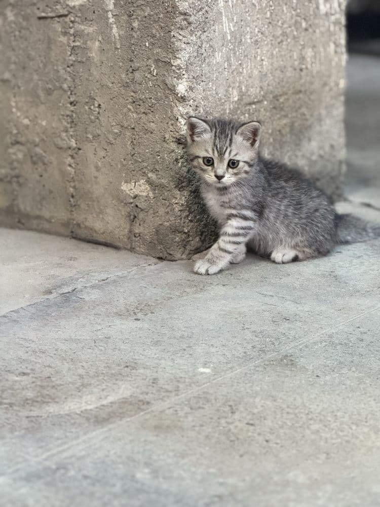 mushuk sotiladi 2 oylidan oshkan aqli mushuk kmga kere bosa tel qlilaa