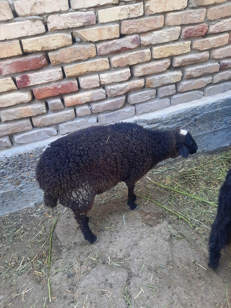 Barra sotiladi soglom