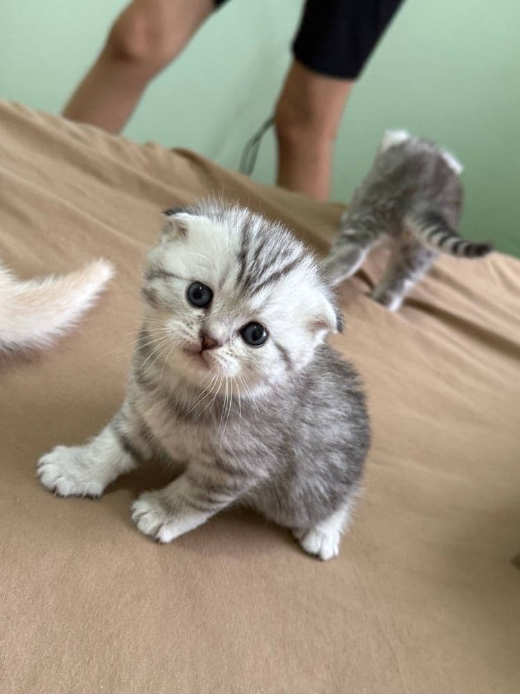 Шотландские котята