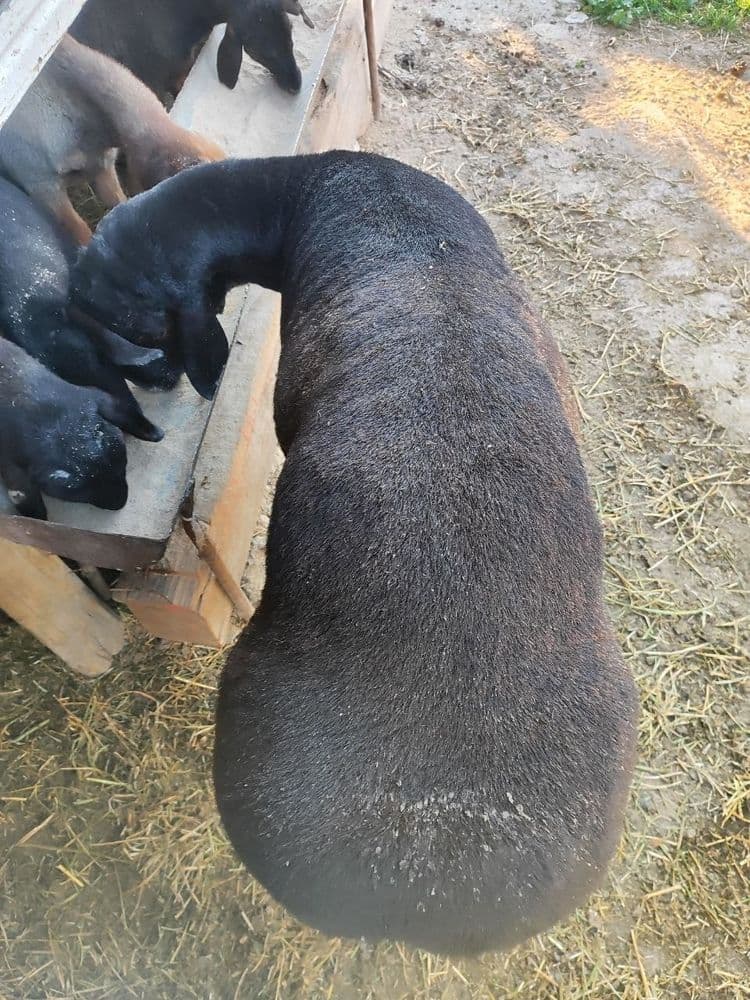 Qochqor sotiladi toza husori