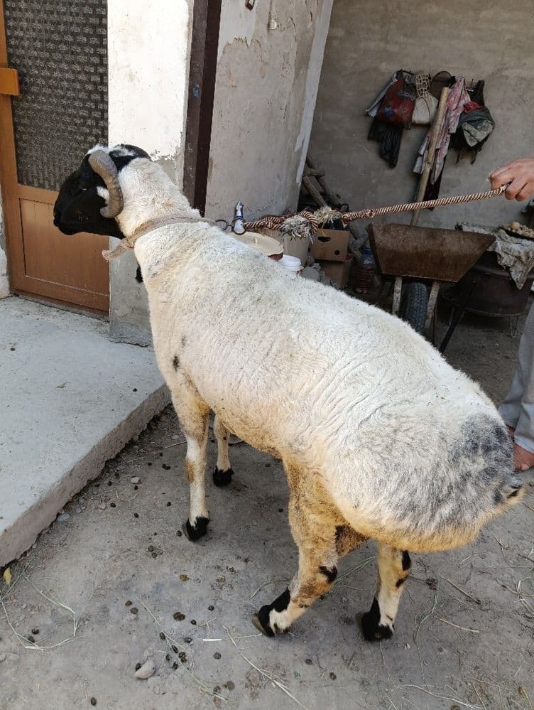 Qo'chqor sotiladi