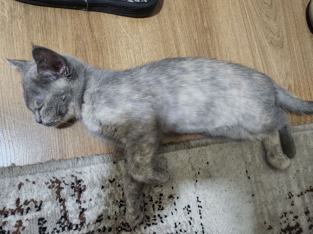 Кошка в хорошие руки