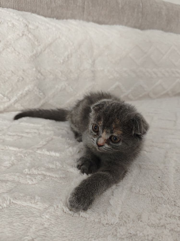 Продаются котята, мушукчала сотилади