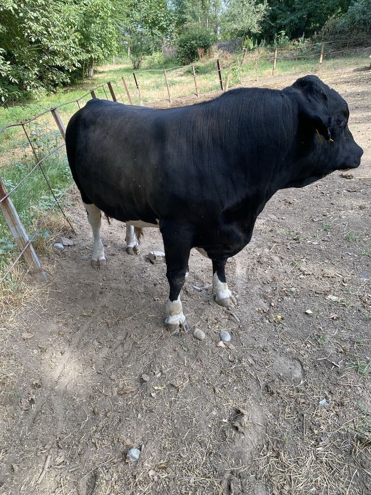 Buqa sotiladi 600kg atrofida.75000 toroziga