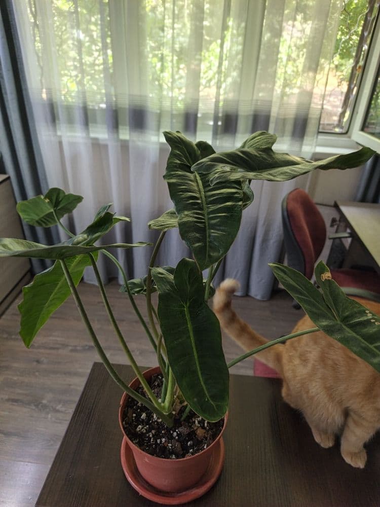 Филодендрон paraiso verde