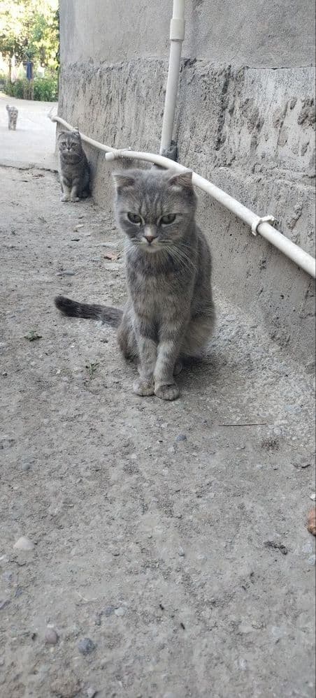 В хорошие руки срочно